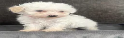Mixed Breed dogs for sale: Unusual Café Au Lait Poodle Puppies - Advert 12