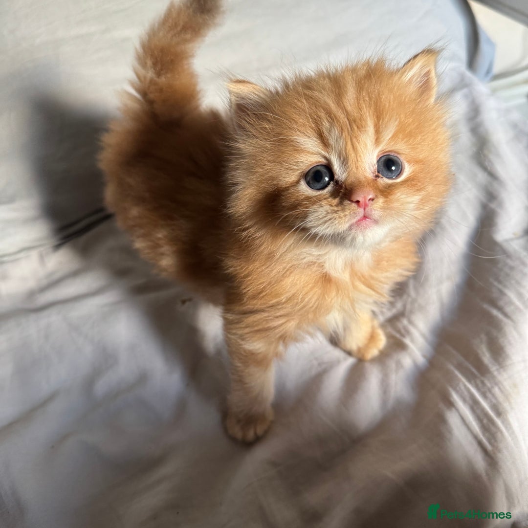 Persian cats for sale: Persian Litter of 4 for new loving home! - Advert 13