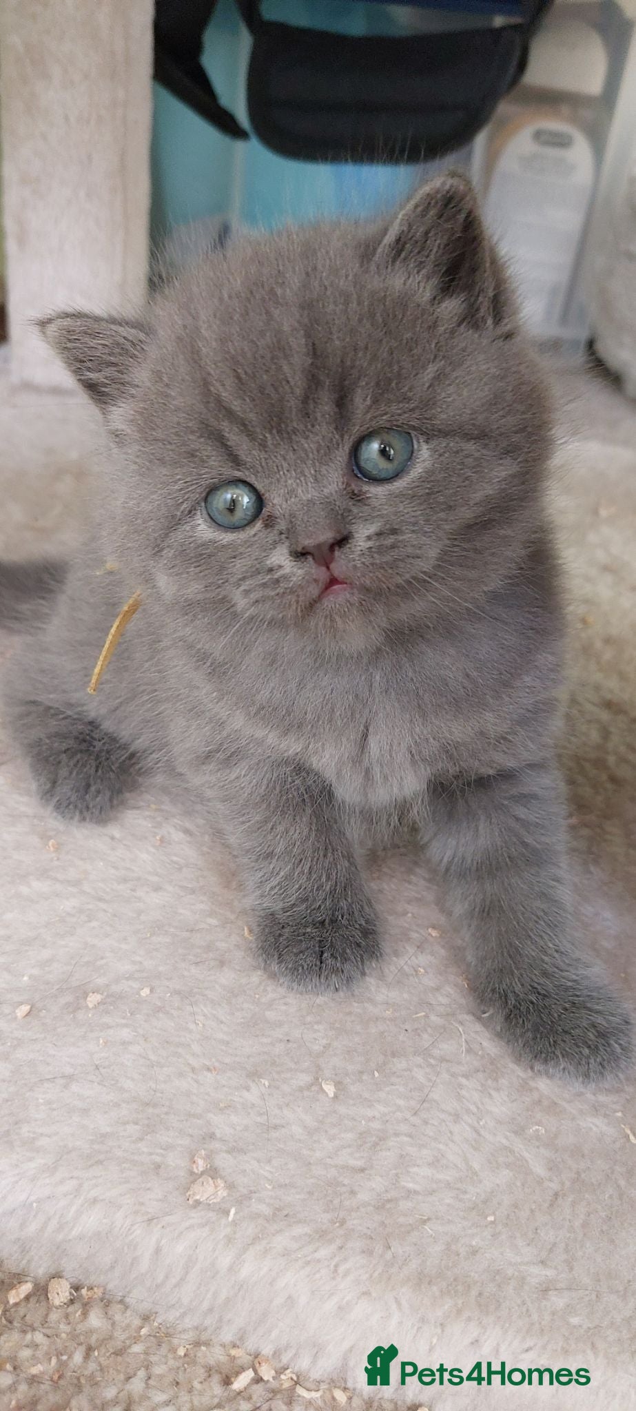 British Shorthair cats Pure Blue British Shorthair Kittens  - Advert 7