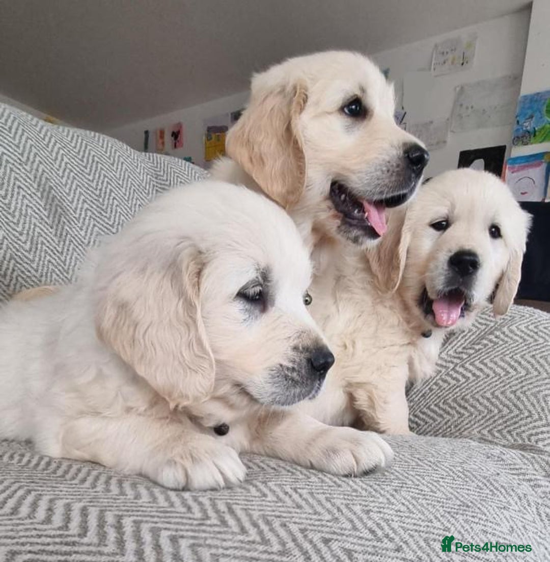 Golden Retriever dogs for sale: CHUNKY CREAM GOLDEN RETRIEVER PUPPIES - Advert 4