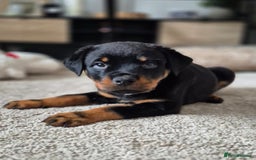 Rottweiler dogs for sale: Rottweiler Puppies – 3 Beautiful Girls Ready now! - Image 5