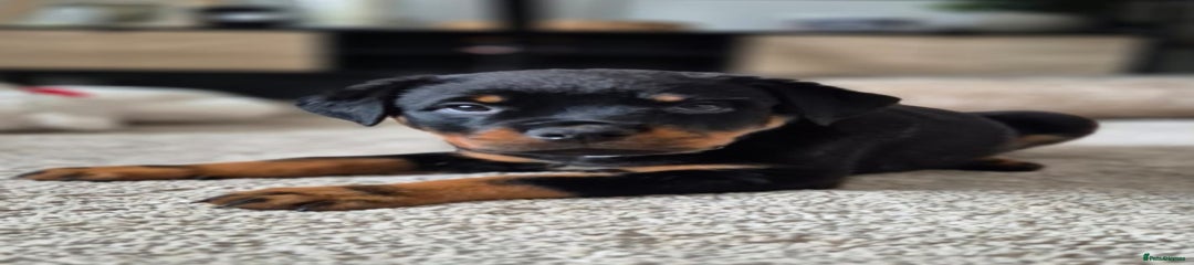 Rottweiler Puppy 3