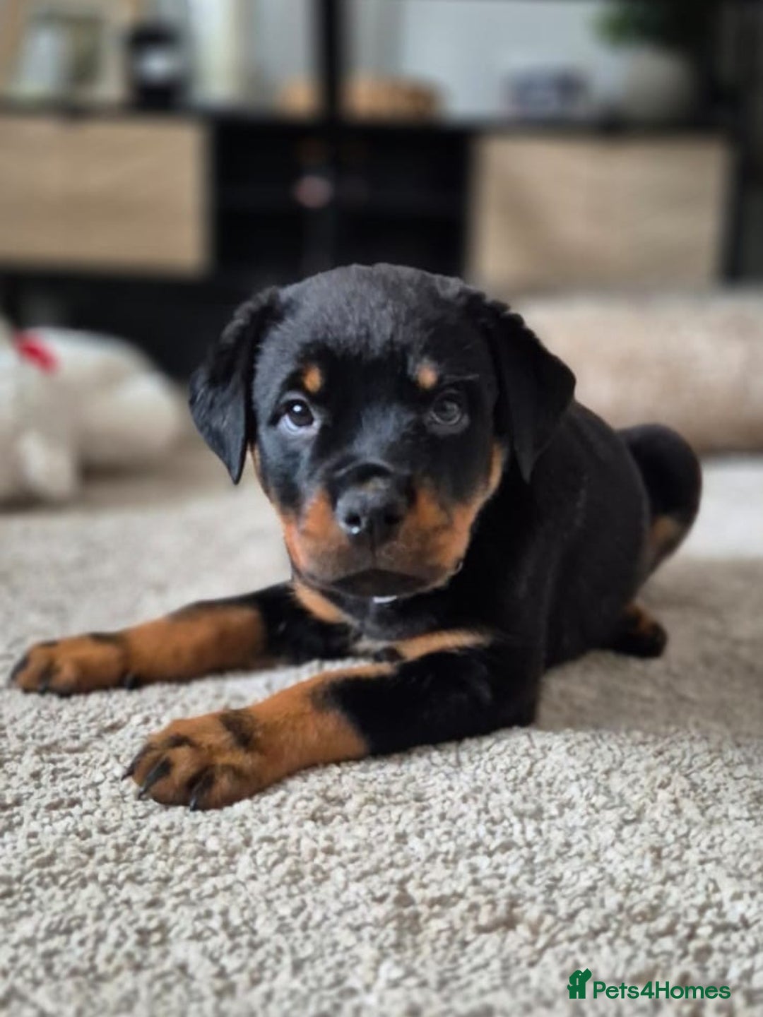 Rottweiler dogs for sale: Rottweiler Puppies – 3 Beautiful Girls Ready now! - Image 5