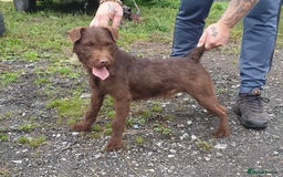 Patterdale Terrier dogs for sale: Patterdale dog - Image 5