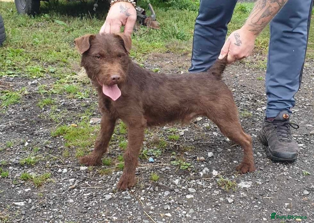 Patterdale Terrier dogs for sale: Patterdale dog - Image 5