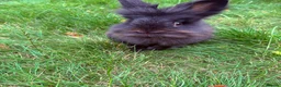 Lionhead rabbits for sale: Black lionhead male  - Advert 1
