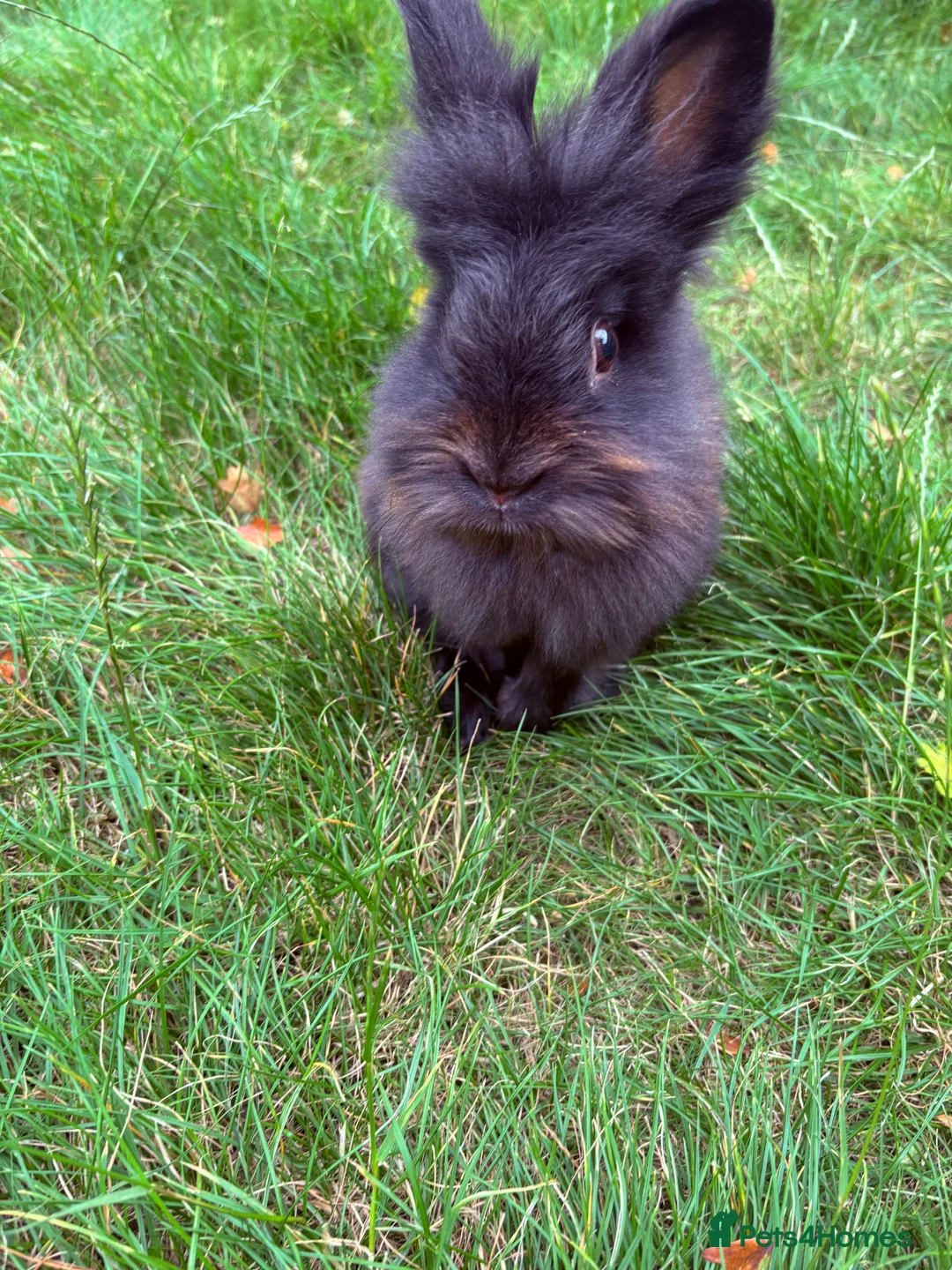 Lionhead rabbits for sale: Black lionhead male  - Advert 1