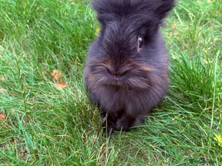 Lionhead rabbits Black lionhead male - Advert 1