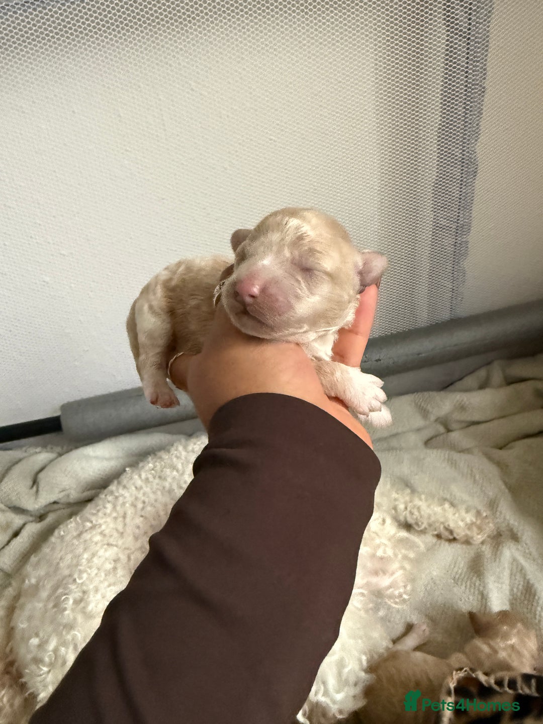 Poochon dogs for sale: x3 Poochon Girls Available (price negotiable) - Image 5