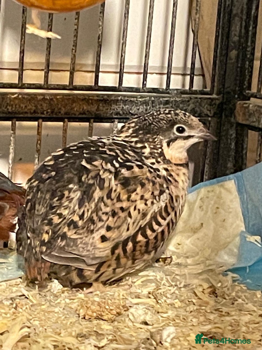Quail poultry for sale: Button quails - Advert 1