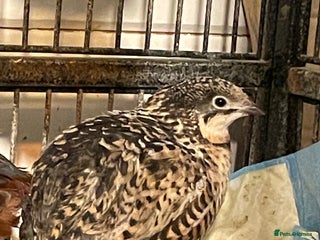 Quail poultry Button quails - Advert 1