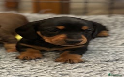 Miniature Dachshund dogs for sale: Gorgeous KC reg miniature Dachshund puppies  - Image 13
