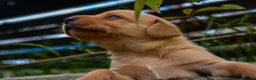 Labrador Retriever dogs for sale: Top Deep Red Quality Labrador Puppies KC Reg  - Advert 14