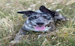 Lurcher dogs for stud: Collie x Whippet Stud  - Image 4