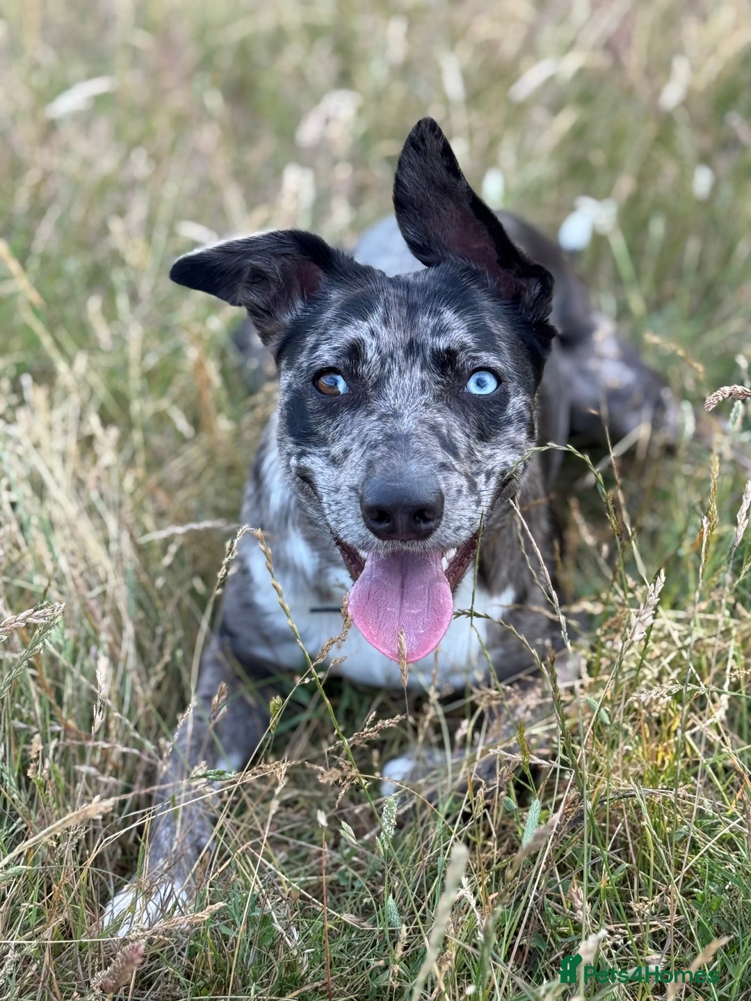 Lurcher dogs for stud: Collie x Whippet Stud  - Image 4
