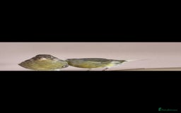 Canaries birds for sale: Two Canary Birds for sale, £20 each - Image 11