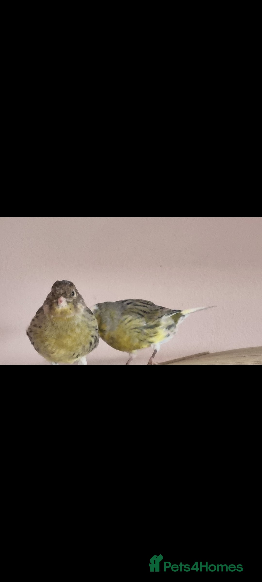Canaries birds for sale: Two Canary Birds for sale, £20 each - Image 11
