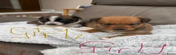 Mixed Breed dogs for sale: Beautiful Tri coloured pups - Advert 9