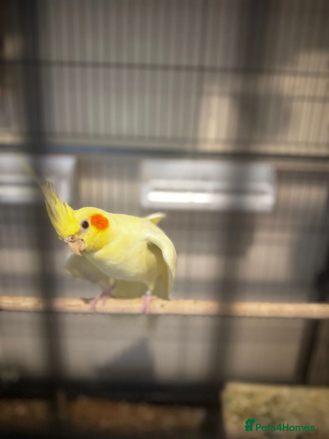 Cockatiels birds for sale: two cockatiels male and female bonded - Advert 5