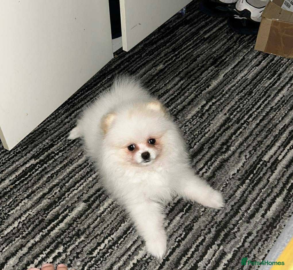 Pomeranian dogs Cute Pomeranian Ready To Be Rehoused  - Advert 7