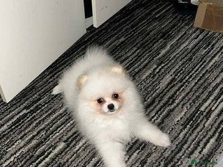 Pomeranian dogs Cute Pomeranian Ready To Be Rehoused - Advert 1