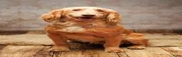 Cocker Spaniel dogs for stud: Proven KC  Stud dogs  - Advert 15