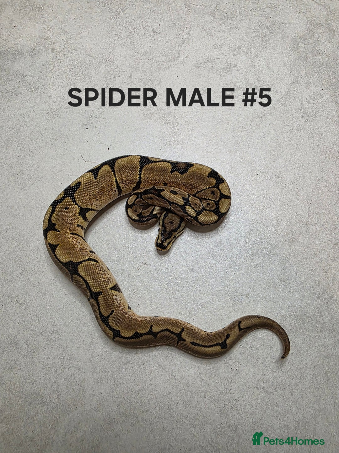 Python Snake reptiles for sale: Juvenile royal pythons ready to go  - Advert 14