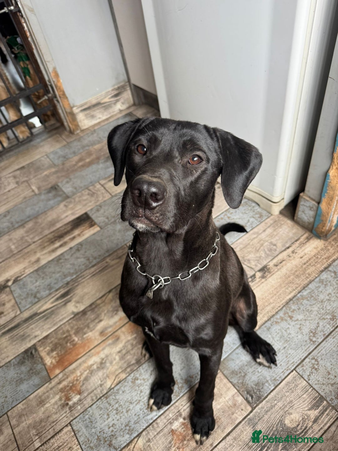 Mixed Breed dogs for sale: Ronnie - 15 month male  - Image 4