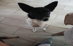 Mixed Breed dogs for adoption: 💖🐶 ELZA 🐶💖 - Image 9