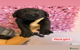 Labrador Retriever dogs for sale: Last 3 boy Labrador puppies for sale  - Image 15