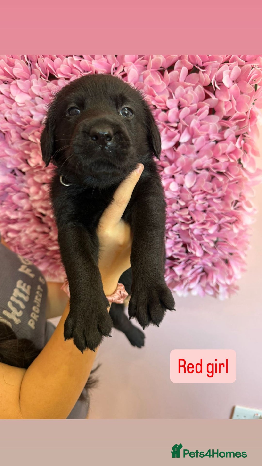 Labrador Retriever dogs for sale: Last 3 boy Labrador puppies for sale  - Image 15