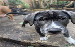 Mixed Breed dogs for sale: Two beautiful Staffy x Husky puppies  - Image 31