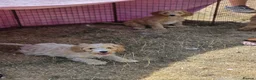 Cavapoo dogs for sale: Quality,Home reared cavapoo puppies - Advert 9