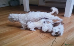 Maltese dogs for sale: Maltese - Image 18