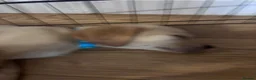 Goldador dogs for sale: Labrador x golden retriever ( goldador) - Advert 20