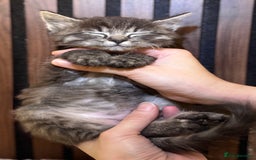 Ragdoll cats for sale: 🌙 Grey Ghost Kittens🎃 – Ragdoll × Tabby 🐾 - Image 8