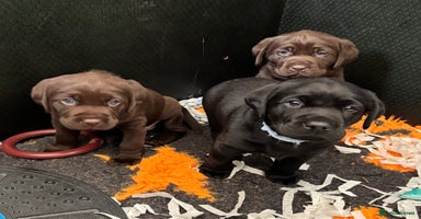 Labrador Retriever dogs Stunning Chocolate Labrador Puppies  - Advert 3