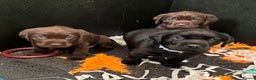 Labrador Retriever dogs for sale: Stunning Chocolate Labrador Puppies  - Advert 3