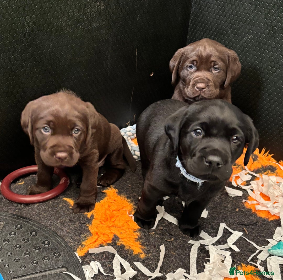 Labrador Retriever dogs for sale: Stunning Chocolate Labrador Puppies  - Advert 3