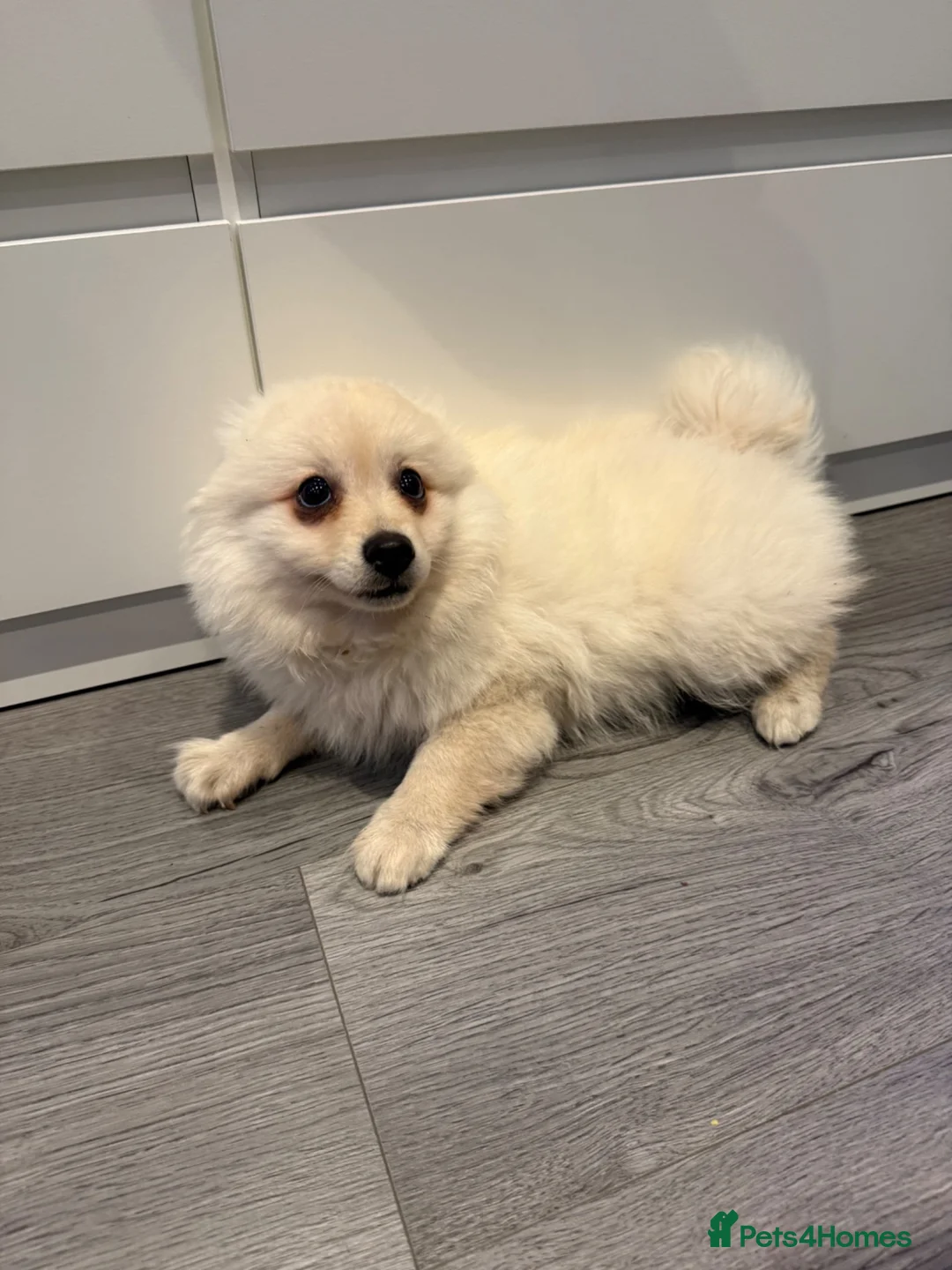 Pomeranian dogs for sale: puppy Pomeranian in Enfield - Advert 6