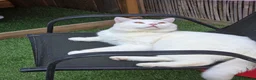 British Shorthair cats for stud: Proven White British Shorthair Stud Available 🤍 - Advert 4