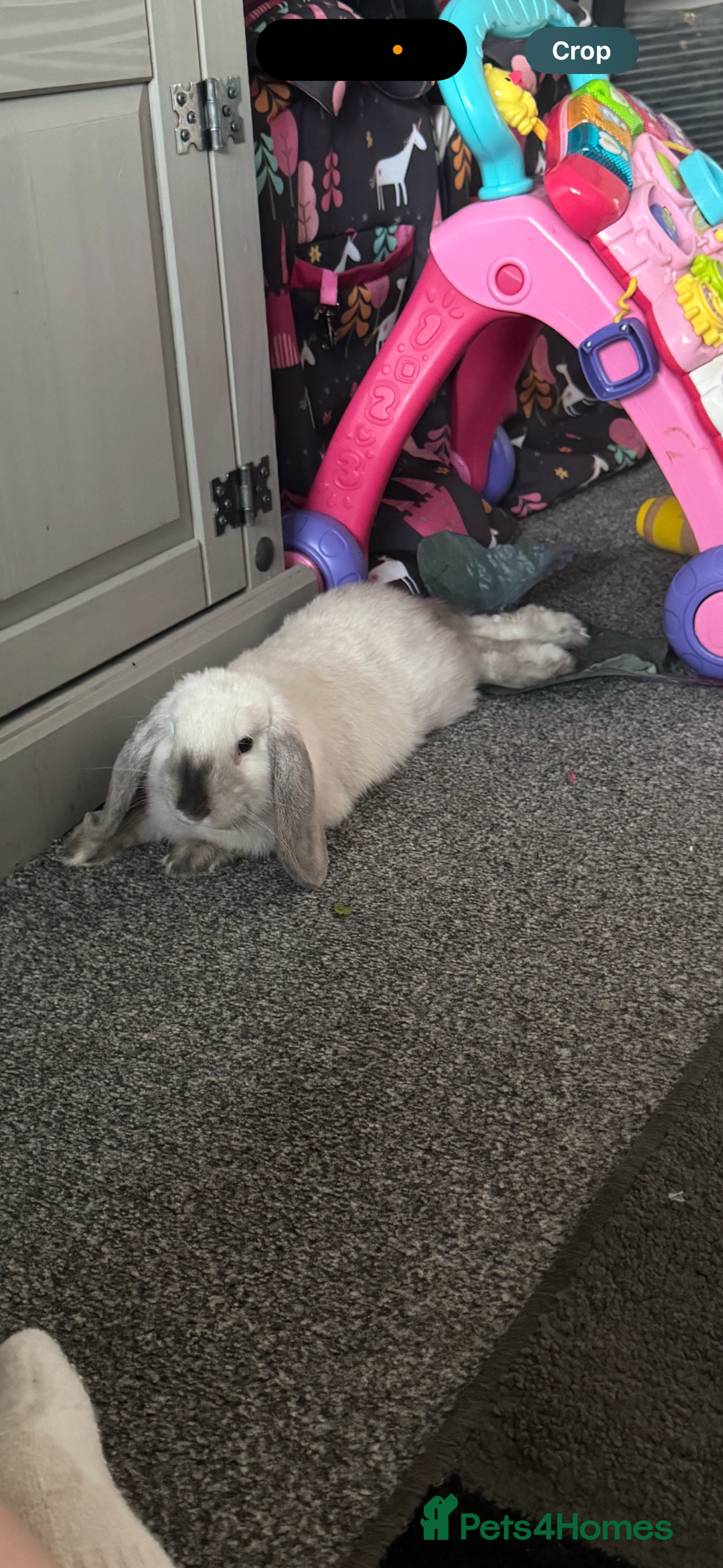 Mini Lop rabbits for sale: Beautiful mini lop buck  - Image 1