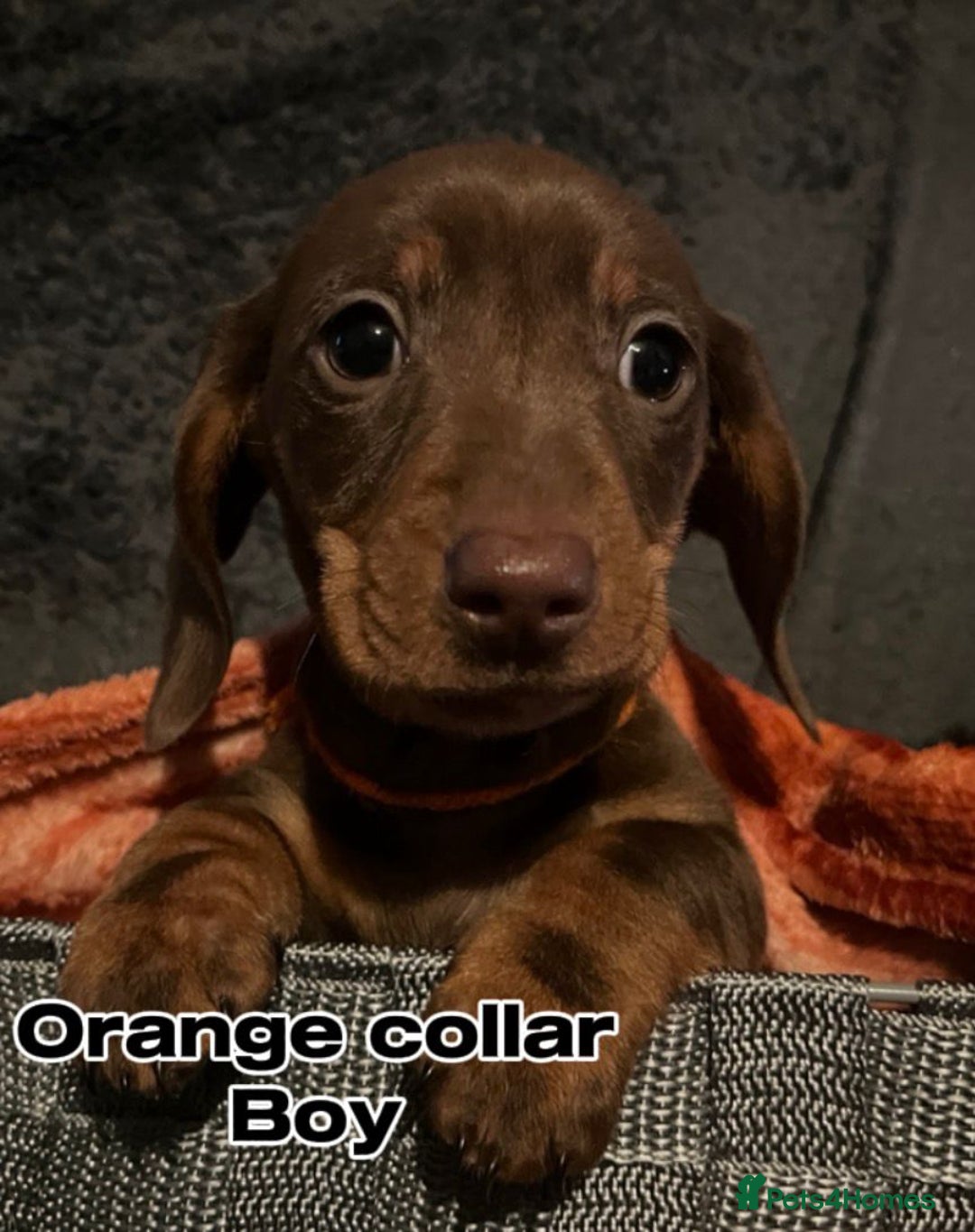 Miniature Dachshund dogs for sale: FULLY VACCINATED, READY NOW, PRA ClR, KC Reg pups - Advert 8