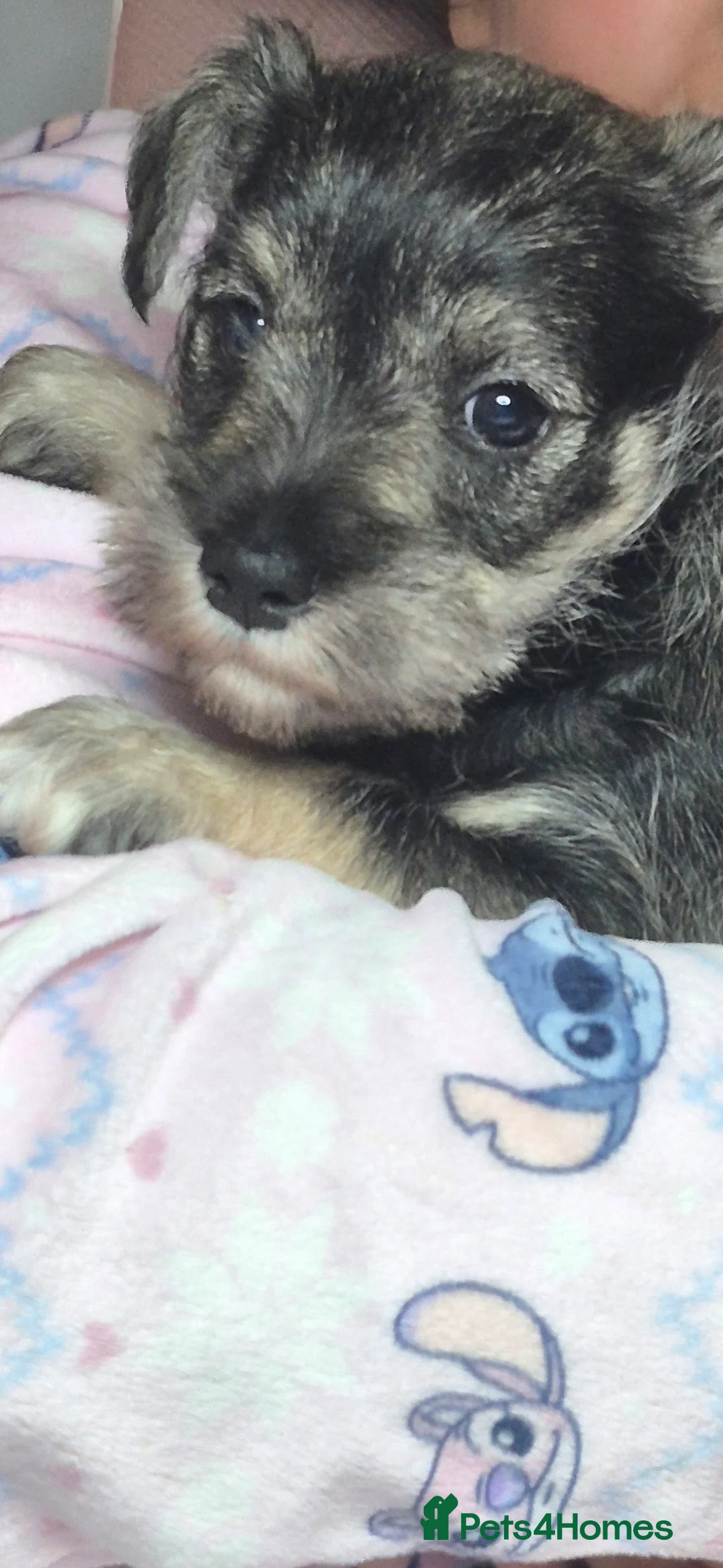 Miniature Schnauzer dogs for sale: Adorable Miniature Shnauzer ,SOLD - Advert 5