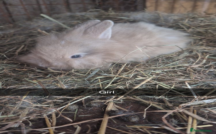 Lionhead rabbits - Advert 1