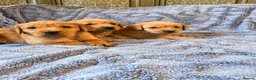 Labrador Retriever dogs for sale: 🐾 Beautiful Labrador Puppies in Welshpool - Advert 8