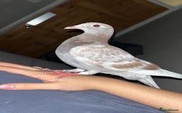 Mixed Breed birds for sale: Rock pigeon Young. - Image 1