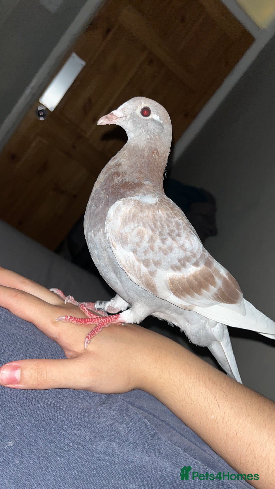 Mixed Breed birds for sale: Rock pigeon Young. - Image 1