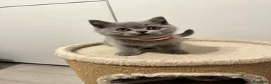 British Shorthair Kitten 4