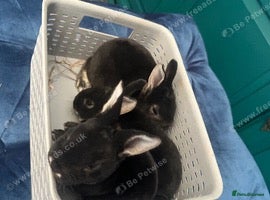 Rex rabbits PURE REX RABBIT KITS AVAILABLE FOR RESERVATION - Advert 1
